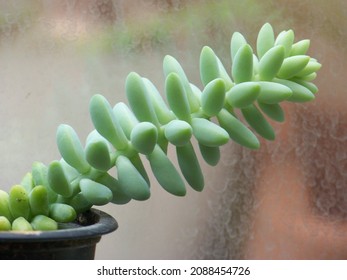 The Beauty Of The Donkey Tail Plant