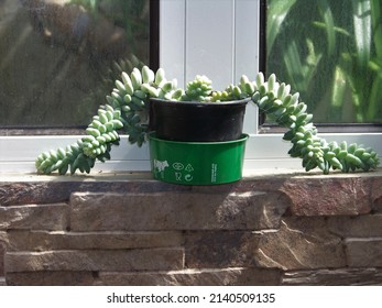 The Beauty Of The Donkey Tail Plant 