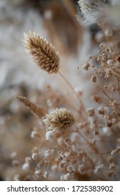 The Beauty Of Dried Flowers 