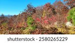 Beauty, Finesse, Colors. Superb autumn colors of leaves, bushes, and other vegetation under the deep blue skies of Moultonborough, New Hampshire. 