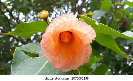 Beauty Of Flower Of Portia Tree In Bangladesh.