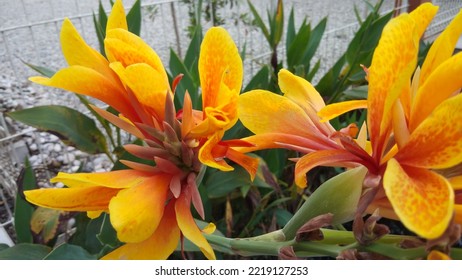 Beauty Flower Right Front Of The Building 