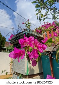 The Beauty Of Flowers On A Very Hot Day