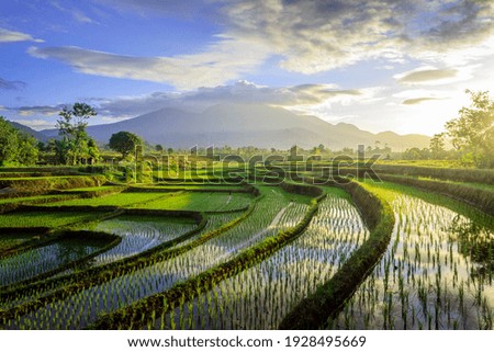 the beauty of the foggy morning panorama with sunrise and rice fields in Bengkulu