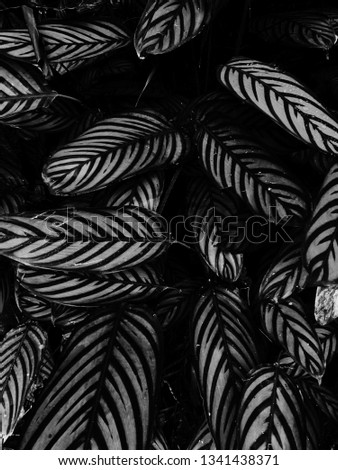 Beauty Foliages in Nature - Black and White
