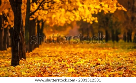 The beauty of the forest in autumn that makes the leaves fall and makes the heart happy.