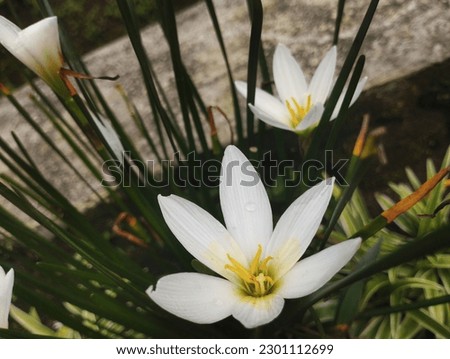 beauty and fresh flower, fairy lily, rain lily.