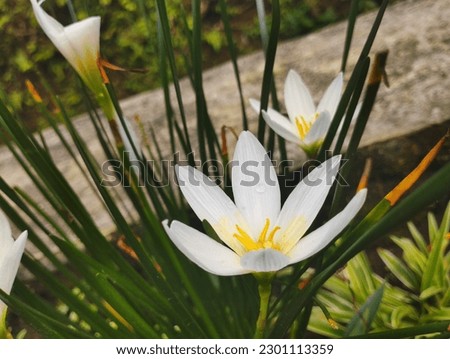 beauty and fresh flower, fairy lily, rain lily.