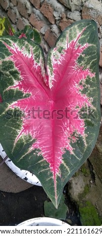 beauty fresh leaf at nature outdorr