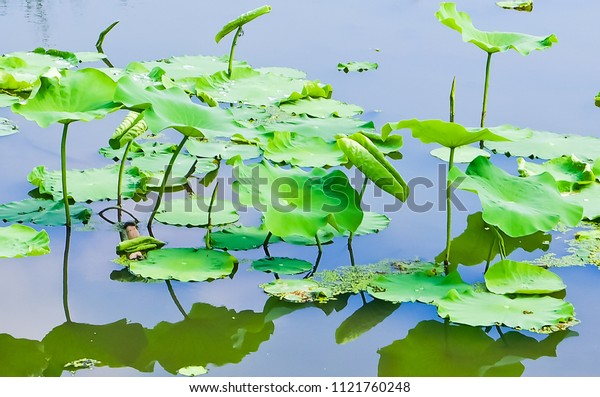 Beauty Freshness Young Lotus Leave Standing Stock Photo Edit Now 1121760248