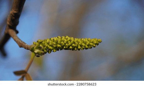 The beauty and functionality of the Persian walnut catkin. Juglans regia ament. - Shutterstock ID 2280758623