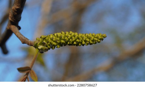 The beauty and functionality of the Persian walnut catkin. Juglans regia ament. - Shutterstock ID 2280758627