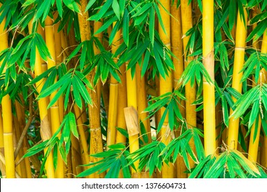 The beauty of the Golden bamboo With golden stems and green leaves.
Popular to decorate the garden because it is a golden bamboo And beautiful yellow Look more unusual than the  typical bamboo.