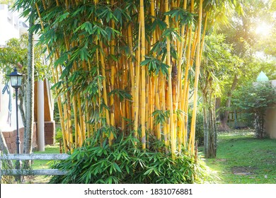The beauty of the Golden bamboo With golden stems and green leaves. Popular to decorate the garden because it is a golden bamboo And beautiful yellow Look more unusual than the typical bamboo.