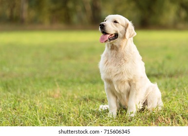 Beauty Golden retriever dog in the park - Shutterstock ID 715606345