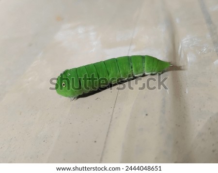 the beauty of the green caterpillar