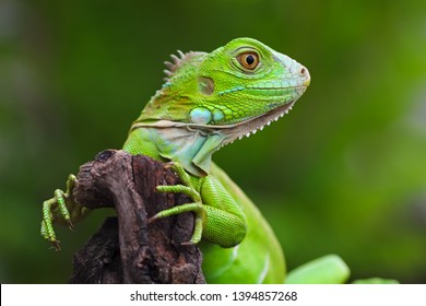 
the beauty of green iguana - Powered by Shutterstock