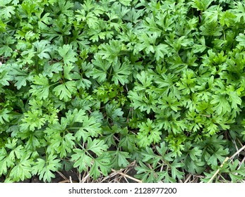 The Beauty And Green Of Wild Celery