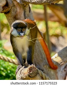 A Beauty Guenon 