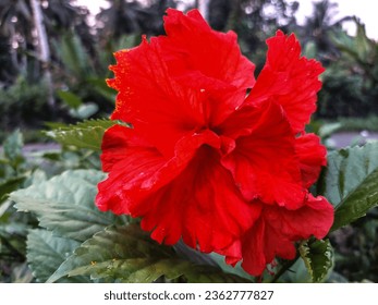 the beauty of hibiscus flowers, bright red...with an alaburam background - Shutterstock ID 2362777827