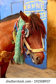 Beauty Horse In Saint Louis Du Senegal