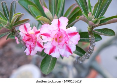 Beauty Impala Lily Flower Desert Rose Stock Photo 1490185619 | Shutterstock