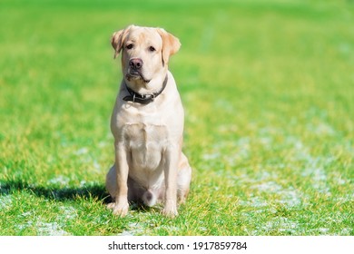 Beauty labrador retriever dog in the green park