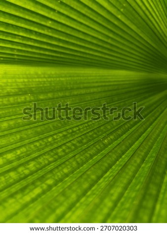 the beauty of the leaf texture