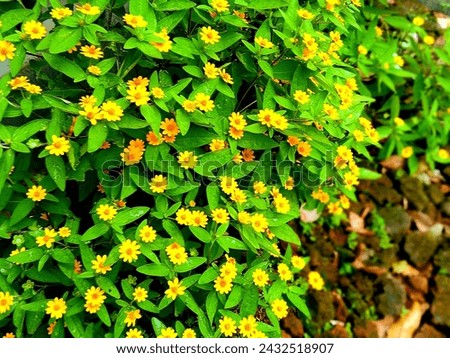 The Beauty of Little Yellow Flower Colection in the Garden 