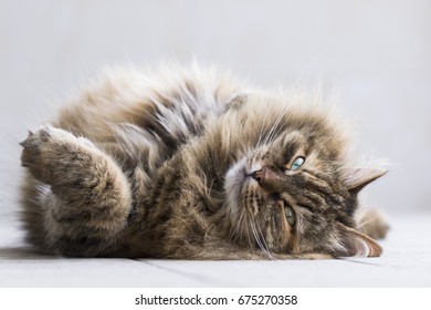 Beauty long haired brown mackerel cat of siberian breed lying in relax in the garden