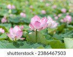 The beauty of the lotus flower and Lotus flower plants in the pond.