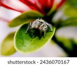 the beauty of macro photography of jumping spider Phidippus Audax regius perched on the branches of plants