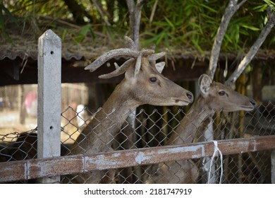 The Beauty Of The Majestic Deer