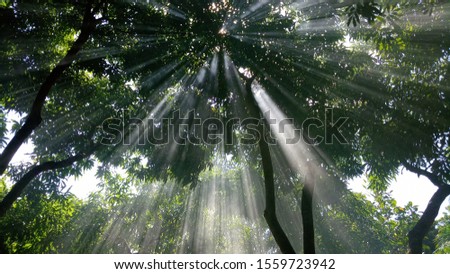 Similar – Image, Stock Photo sunrays Environment Nature