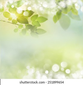 Beauty natural spring background with daisies. Boke - Shutterstock ID 251899654