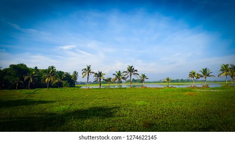 Scenery Paddy Field Kedah Malaysia Wooden Stock Photo (Edit Now) 740778466