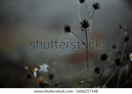 Similar – Image, Stock Photo Close-up of snowy leaves of rosa rubiginosa in winter