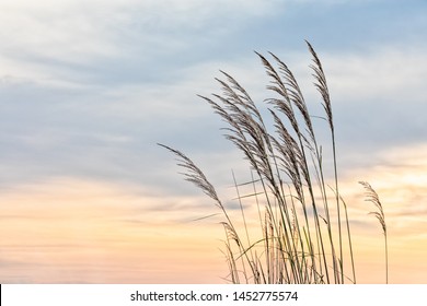 Beauty in nature background no people tranquility concept. Stalks against the sunset dramatic sky, beautiful nature tranquil scene, end of summer season  backgrounds with selective focus copy space.