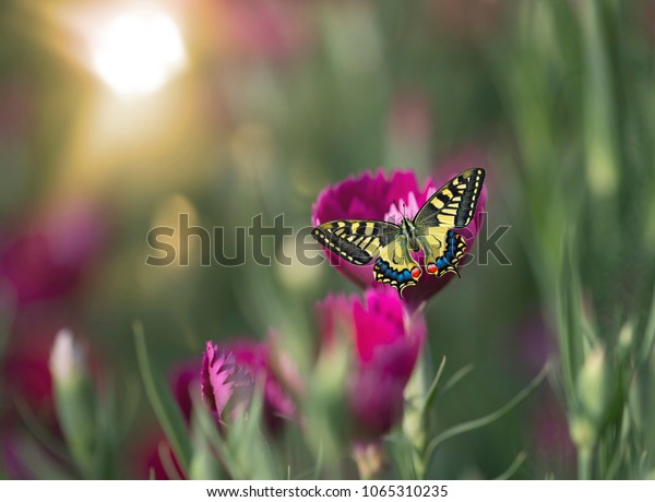 beauty in nature
(butterfly in garden )
