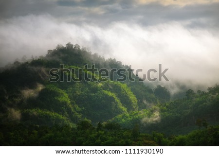 

    beauty in Nature cloud-sky environment fogforest Greencolor Growth


