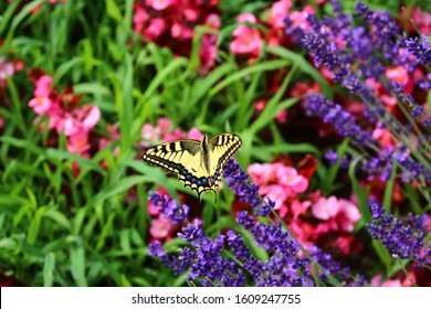 The Beauty In Nature Is The Colors, Animals And Flowers. Love This Colorful Backgrounds And Macro Photography. It Reflects The Happiness, Summer And Warm Weather. 