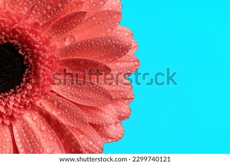 beauty nature concept illustrated by beautiful pink gerbera daisy flower with waterdroplets on blue background