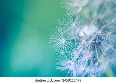 Beauty in nature dandelion seeds closeup blowing in blue green turquoise background. Closeup of dandelion on meadow background, artistic nature macro. Spring summer natural pastel colored lush foliage