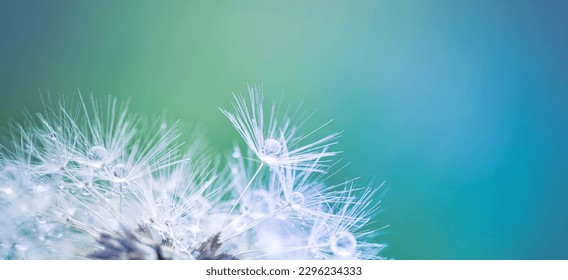 Beauty in nature. Fantasy closeup of dandelion, soft morning sunlight after rain, pastel colors. Peaceful blue green blurred lush foliage, dandelion seed. Macro spring nature, amazing natural droplets - Shutterstock ID 2296234333