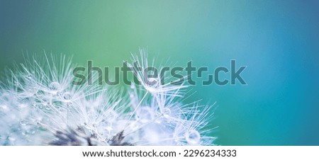 Beauty in nature. Fantasy closeup of dandelion, soft morning sunlight after rain, pastel colors. Peaceful blue green blurred lush foliage, dandelion seed. Macro spring nature, amazing natural droplets