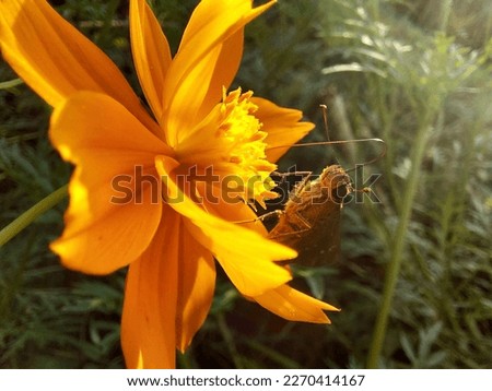 Similar – Image, Stock Photo Gelbe Blume auf grüner Wiese