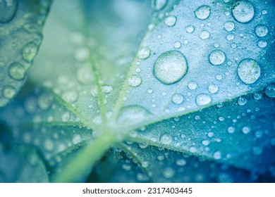 Beauty in nature. Relaxing soft blue green colors, macro water drops of dew in morning glow in sunlight. Beautiful leaf texture in nature. Natural background wallpaper. Idyllic spring summer closeup
