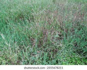 Beauty in nature rice fields. Wild grass and weeds that are a problem for farmers become a beautiful green and fresh view. Wild grass for background, wallpaper, banners, posters.