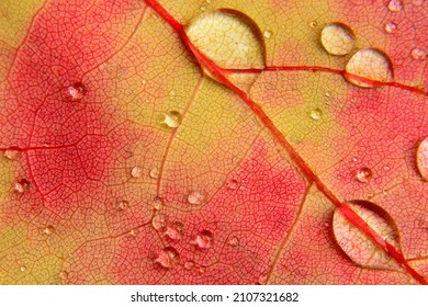 Beauty in nature's hidden world. Macrophotograph of tiny water droplets on surface of colorful yellow, orange, and red maple leaf with intricate pattern of veins that nourish leaf tissues. - Powered by Shutterstock