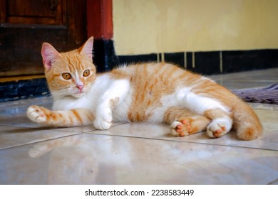 beauty orang lazy cat, after play around he was tired an take several break - Shutterstock ID 2238583449